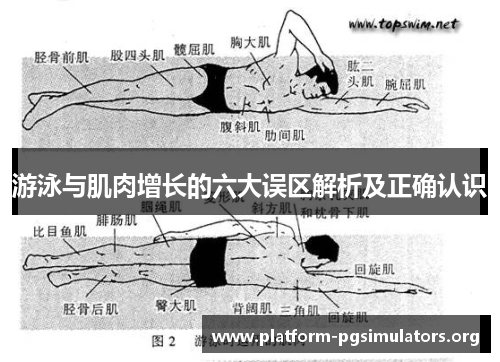 游泳与肌肉增长的六大误区解析及正确认识